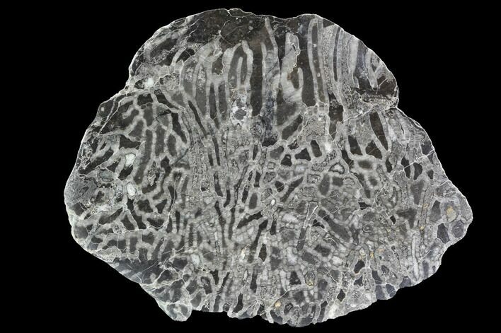 Polished Fossil Chain Coral (Halysites) - Russia #91849
